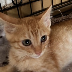 すこぶる可愛い兄妹☆かえで　オス　３ヶ月