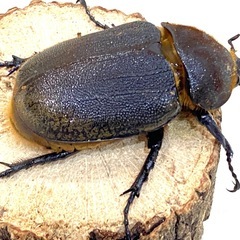 ヘラクレスオオカブト　ペア　幼虫　3令の画像