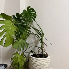 モンステラ　鉢セットの画像