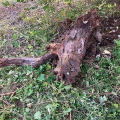 坂城町、丸太無料　薪用ストーブなどに　巨木追加の画像