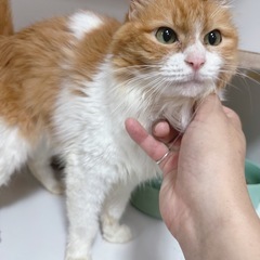 【ヨモギちゃん】