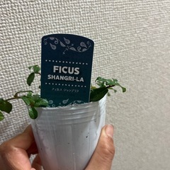 フィカスシャングリラの画像