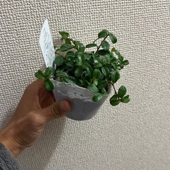 フィカスシャングリラの画像