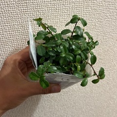 フィカスシャングリラの画像