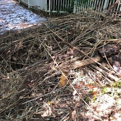 剪定枝、薪にどうぞの画像