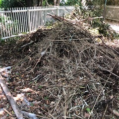 剪定枝、薪にどうぞの画像