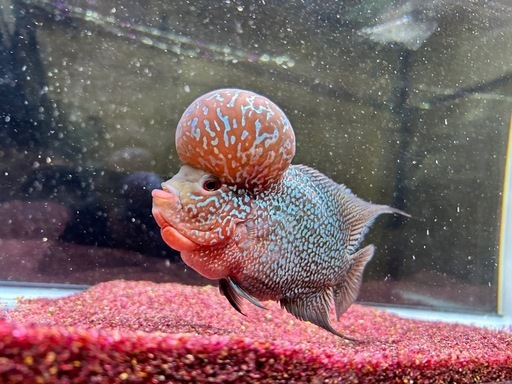 フラワーホーンAAランク