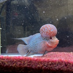 フラワーホーンAAランク の画像