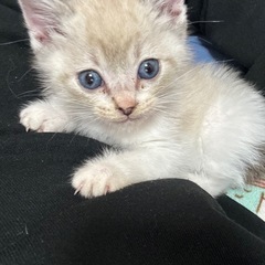 目が青くて可愛い子猫♡♡