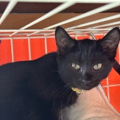 生後３ヶ月黒猫可愛い女の子