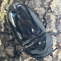 ⑷タランドゥスオオツヤクワガタペアの画像