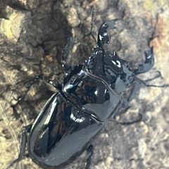 ⑷タランドゥスオオツヤクワガタペアの画像