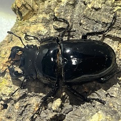 ⑷タランドゥスオオツヤクワガタペアの画像
