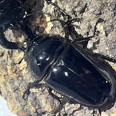 ⑷タランドゥスオオツヤクワガタペアの画像