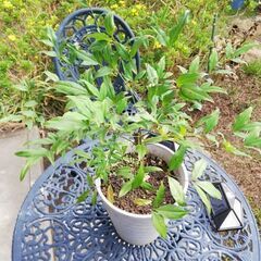 9ーnice  sapling 　素敵な苗木の画像