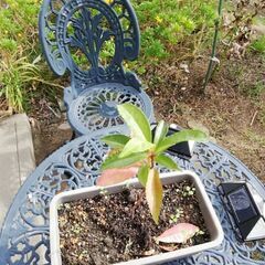 9ーnice  sapling 　素敵な苗木の画像