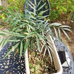 9ーnice  sapling 　素敵な苗木の画像