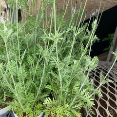 植栽 タマリュウ 写真全部500円の画像