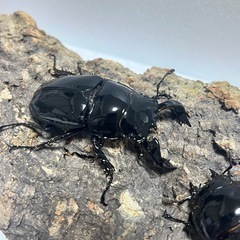 ⑸タランドゥスオオツヤクワガタペアの画像