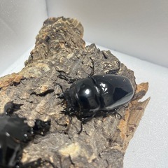 ⑸タランドゥスオオツヤクワガタペアの画像