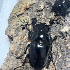 ⑸タランドゥスオオツヤクワガタペアの画像