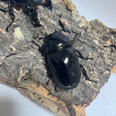 ⑸タランドゥスオオツヤクワガタペアの画像
