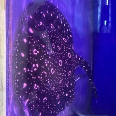 ダイヤモンドポルカ　純血ギャラクシー　メスの画像