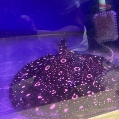 ダイヤモンドポルカ　純血ギャラクシー　メスの画像