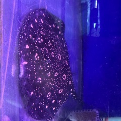 ダイヤモンドポルカ　純血ギャラクシー　メスの画像