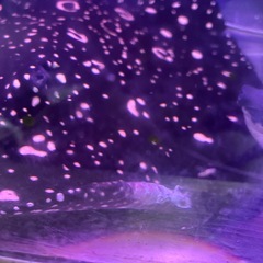 ダイヤモンドポルカ　純血ギャラクシー　メスの画像