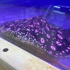 ダイヤモンドポルカ　純血エクリプス　オスの画像