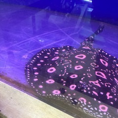 ダイヤモンドポルカ　純血エクリプス　オスの画像