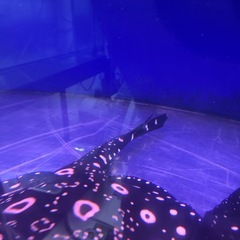 ダイヤモンドポルカ　純血エクリプス　オスの画像