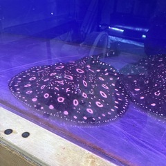 ダイヤモンドポルカ　純血エクリプス　オスの画像