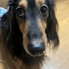 切ないお顔が可愛いミニチュアダックス君