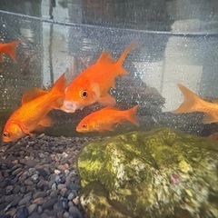 金魚＆どじょうの画像