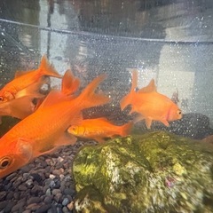 金魚＆どじょうの画像