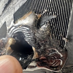 コンチネンタル ExtremeContact 245/40R19 タイヤの画像