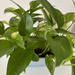 とても元気なポトス鉢付きの画像