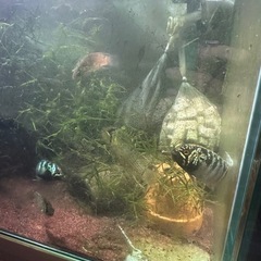 イバナカラアドケタの画像