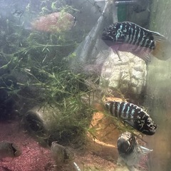 イバナカラアドケタの画像