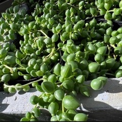 多肉植物🌱グリーンネックレスの画像