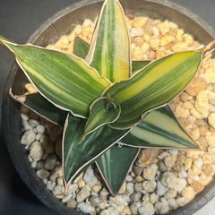 サンスベリア　斑入り　多肉植物　ビザールプランツ　観葉植物　の画像