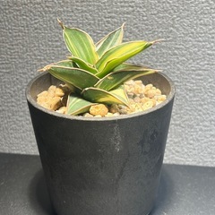 サンスベリア　斑入り　多肉植物　ビザールプランツ　観葉植物　の画像