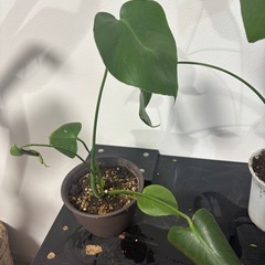 モンステラ　観葉植物　塊根植物　多肉植物　ビザールプランツ　レアプランツ　ガーデニング　植物　グリーン　趣味　盆栽　葉　花　庭　草　インテリア　おしゃれ　飾り　園芸　の画像