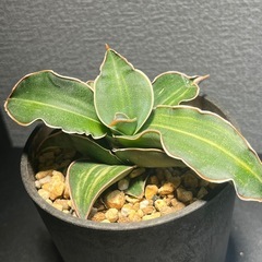 サンスベリア　斑入り　多肉植物　ビザールプランツ　観葉植物　の画像