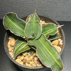 サンスベリア　斑入り　多肉植物　ビザールプランツ　観葉植物　の画像