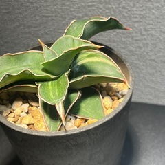 サンスベリア　斑入り　多肉植物　ビザールプランツ　観葉植物　の画像