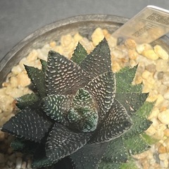 ハオルチア　春の潮　バッカータ　硬葉　多肉植物　ビザールプランツ　観葉植物　の画像