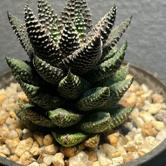 ハオルチア　春の潮　バッカータ　硬葉　多肉植物　ビザールプランツ　観葉植物　の画像